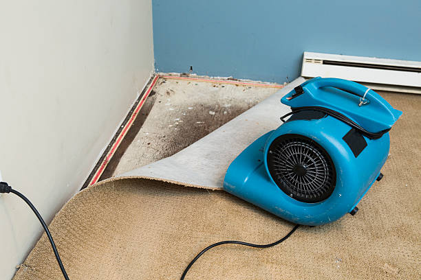 Best Flood damage cleanup  in Wimauma, FL